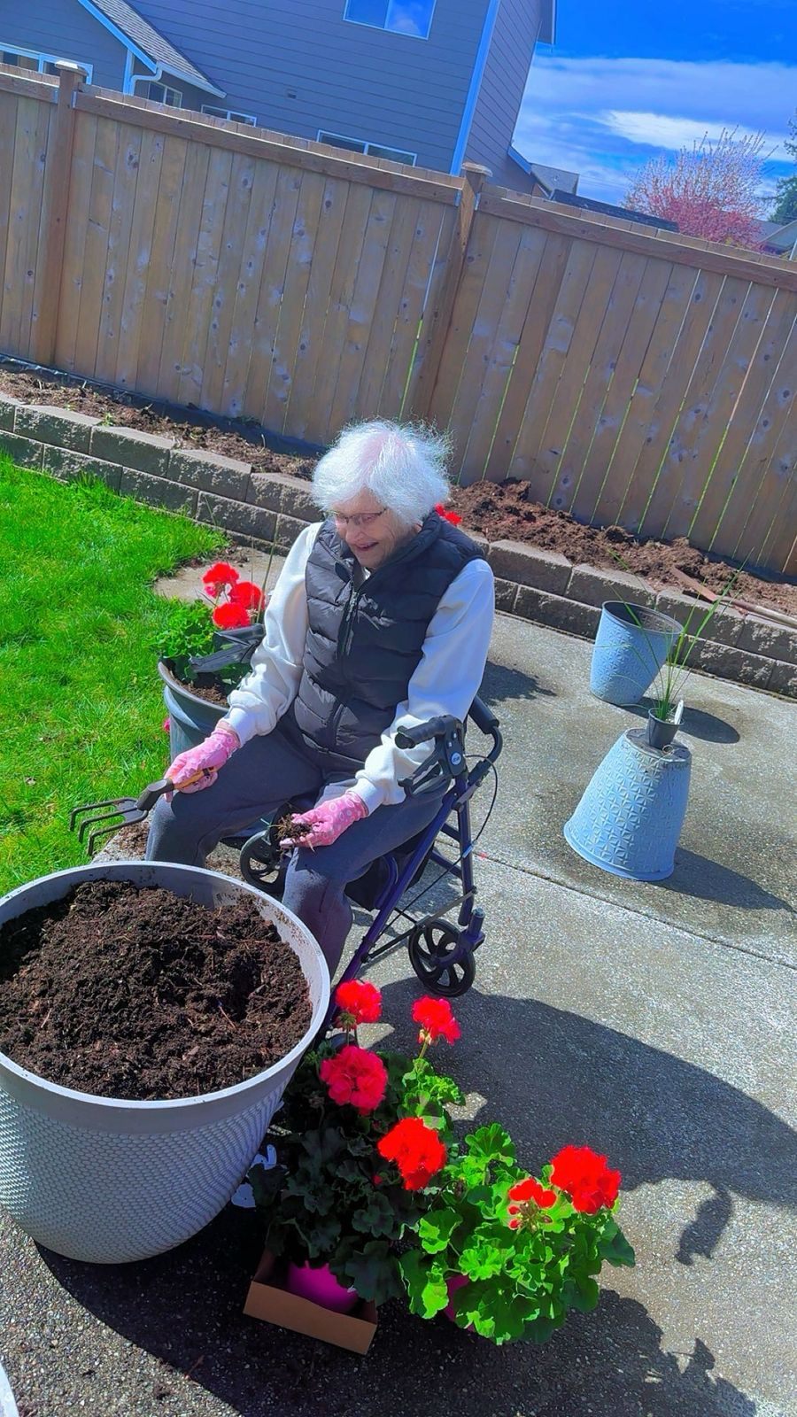 A resident planting red geraniums into a pot in the garden
